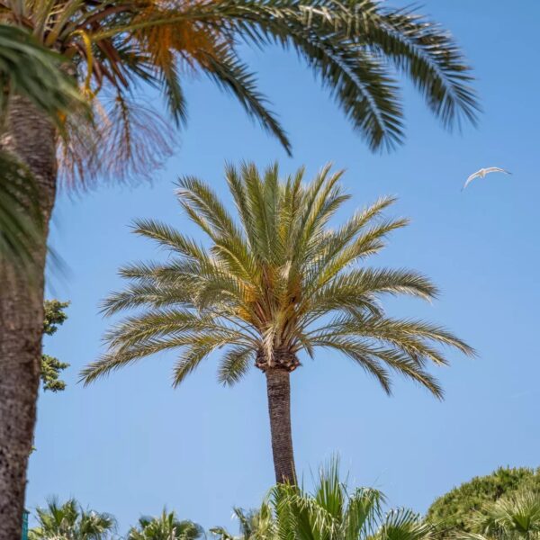 Cannes : Villa Croisette – 6 chambres – Piscine