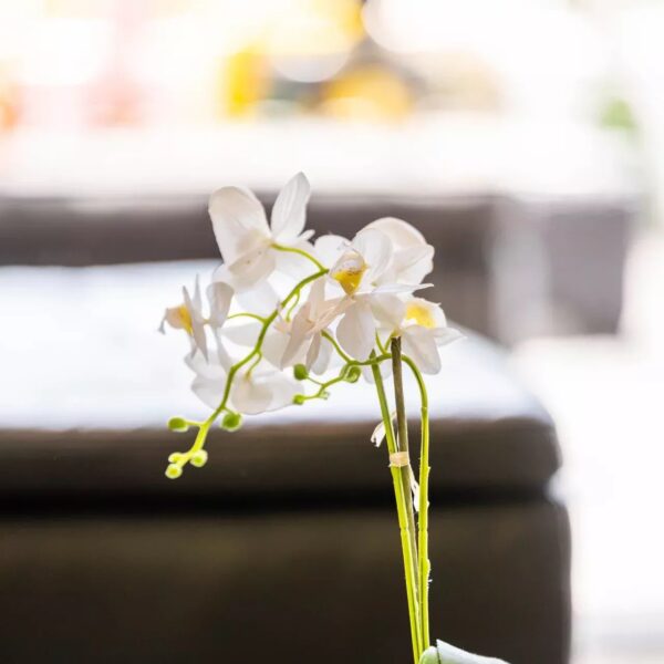 Cannes : Luxury Villa 6 bedrooms with swimming pool – Croisette